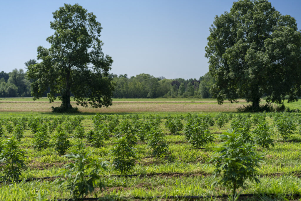 Cannabis farm New York